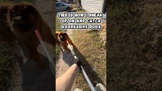 A call came in for an aggressive chow that is always let loose by the owners. #adoptstrays #dog