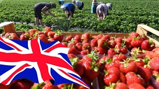 Работа в Англии с Hugh Lowe farms: Перевозим клубнику на Вестеде