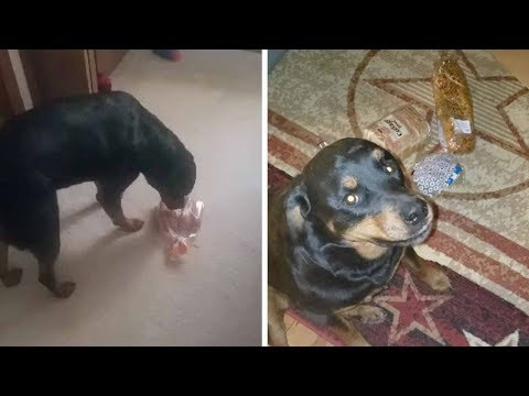 Adorable Dog Protects Bread