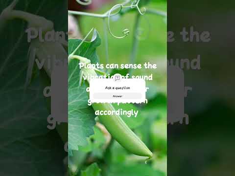 plants react to