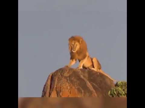 هيبه الاسد هيبه الاسد     