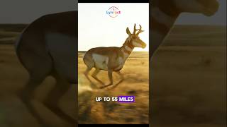 The Second Fastest Animal on Earth?! 🏃💨