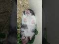 Saham lg santuy 😱 #viralvideo #hamster #funny