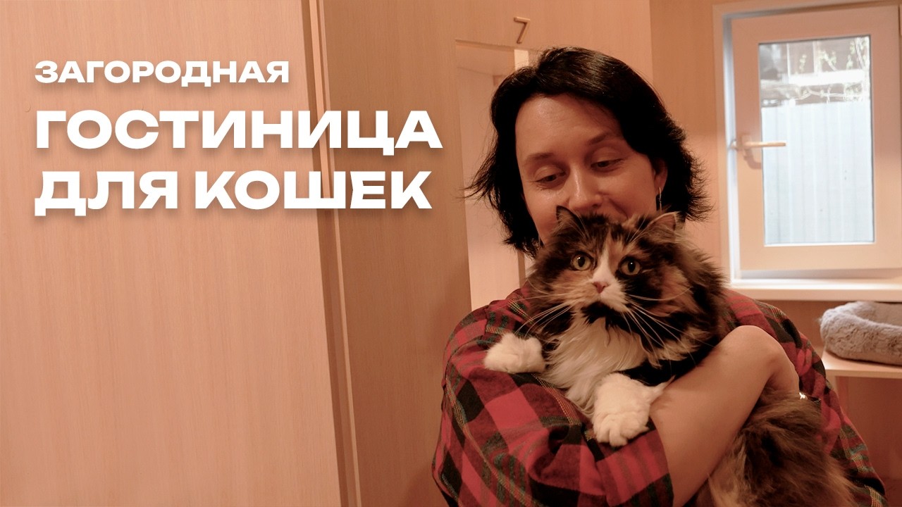 Бизнес на котиках: Сколько стоит открыть зоогостиницу для кошек?  🐱 Загородная гостиница для кошек