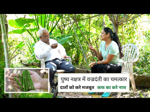 Vajradanti Ka Paudha Dikhaiye