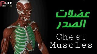 عضلات الصدر Chest Muscles