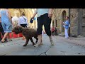 Antique Market, Arezzo, Tuscany, Italy