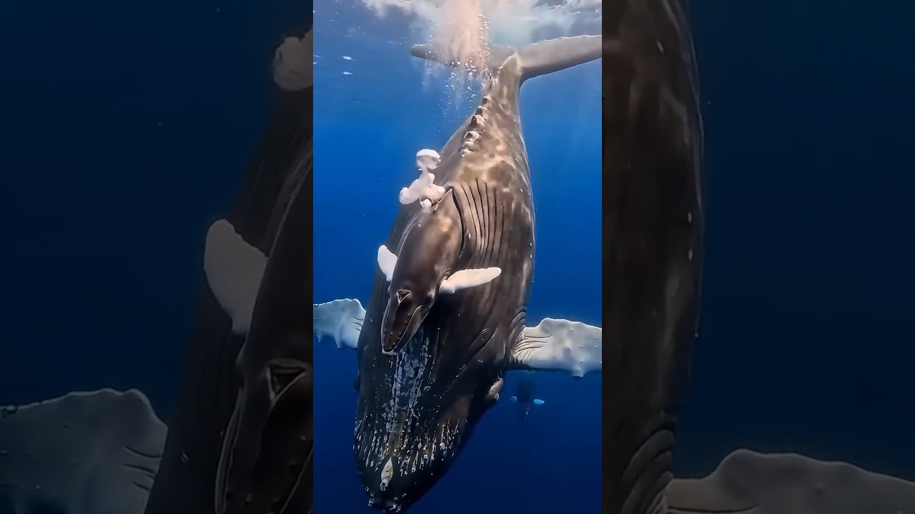 The Blue Whale Is NOT a Fish it's Mammal #wildlife #whale #animals  😳🐋