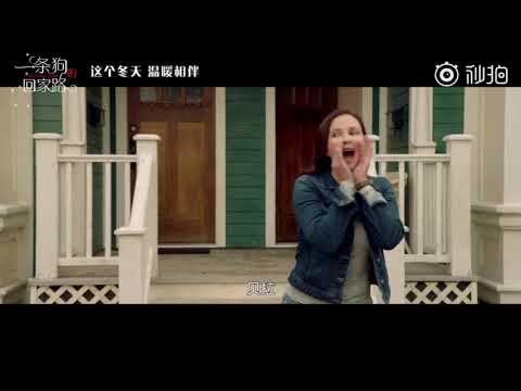 一条狗的回家路，这个冬天，温暖相伴