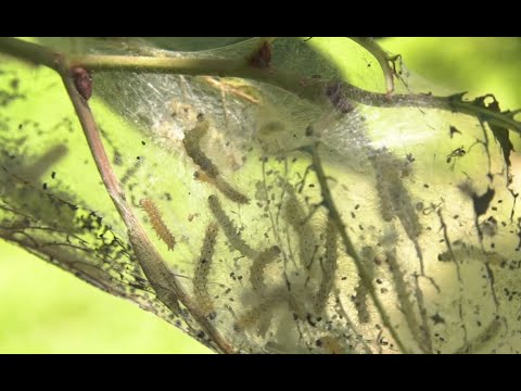 Fall Webworm Moth? Stop Damage! 5 Easy ID & Control Tips