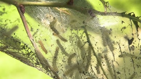 Extension Corner - Fall Web Worm Caterpillars