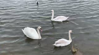 Swans