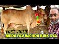 Mera Favourite Bachra Bikk Gaya Bakra Mandi Pakistan Last Video 2022