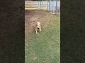 Ginger video