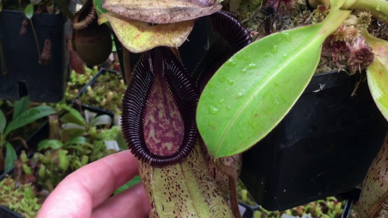 HUGE SPRING 2017  NEPENTHES PITCHER PLANT UPDATE: VILLOSA, CAMPANULATA, PERVILLEI AND MORE!
