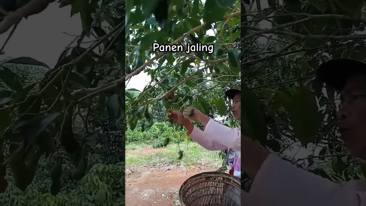panen jaling #shorts #budidayatanaman #jaling #buah #viral #garden #farmer #harvest #pohon