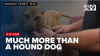 Bloodhound K-9 Kennie joins Sheriff's Office for search and rescue