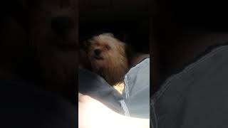 My Dog Ginger Jumps On My Lap