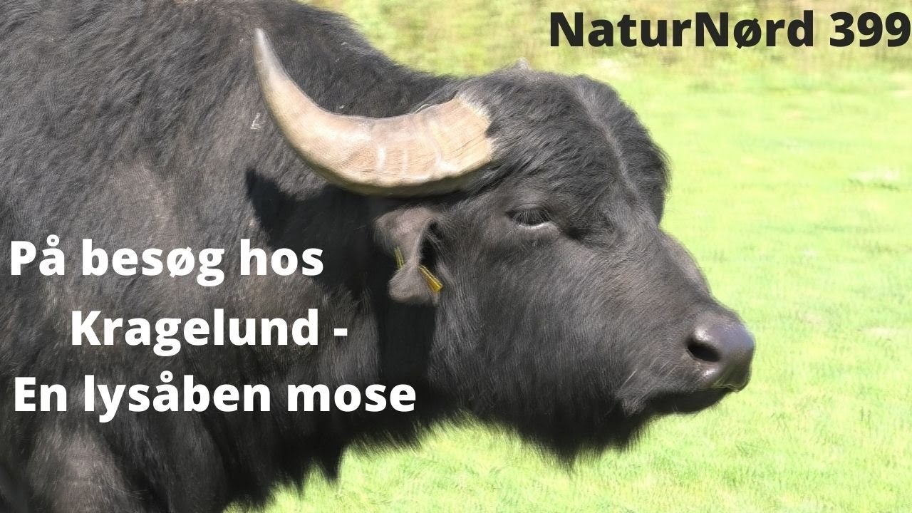 NaturNørd 399. Vandbøflerne m.m. står for naturgenopretningen.