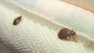 Some parents alarmed over bed bug letter in Lackawanna