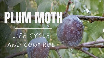Plum moth - Life Cycle & Natural Control Tips