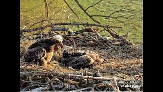 DN18 cast out huge a pellet with a fishing line attached 秃鹰 Decorah Eagles   North Nest  2024 04 25