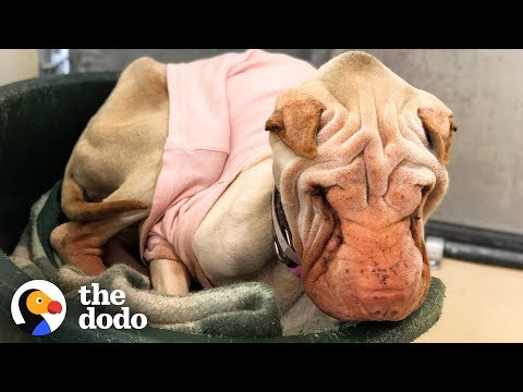 Watch What Happens When This Scared Shelter Dog Finally Feels Love | The Dodo