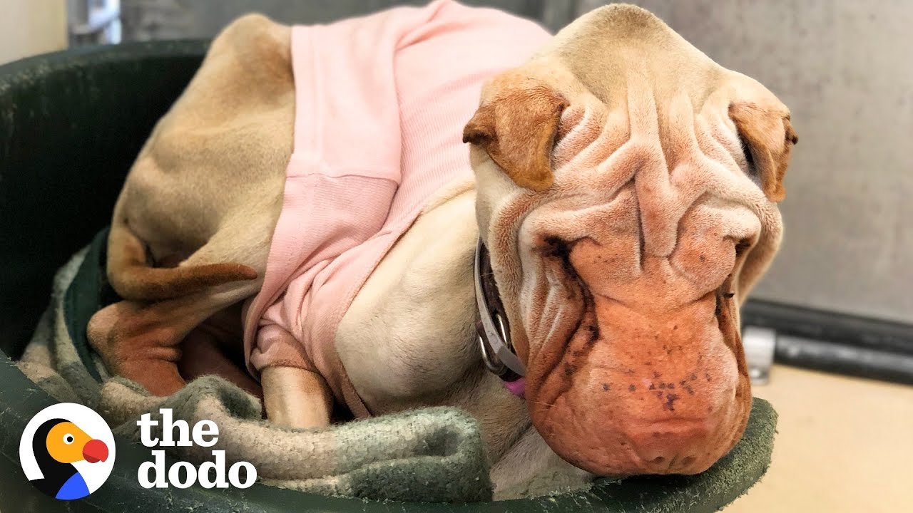 Watch What Happens When This Scared Shelter Dog Finally Feels Love | The Dodo