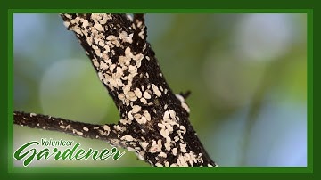 Crape Myrtle Bark Scale | Volunteer Gardener