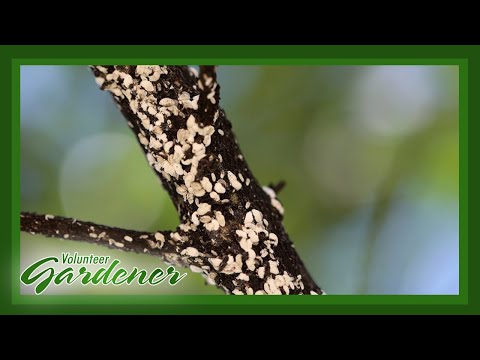 Video: Hvad er Crepe Myrtle Blight - Tips til behandling af Blight På Crepe Myrtle Trees