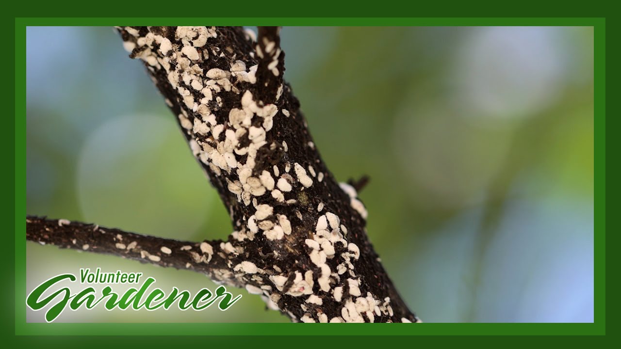 Crape Myrtle Bark Scale | Volunteer Gardener