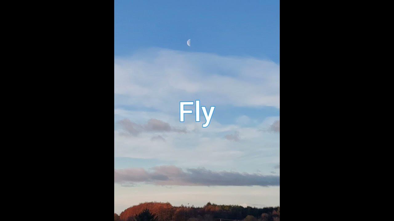 Wings by Birdy - With word by word lyrics