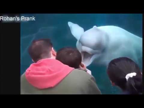 【海外】おバカ映像満載！おもしろ瞬間をとらえたシーン集 Part②