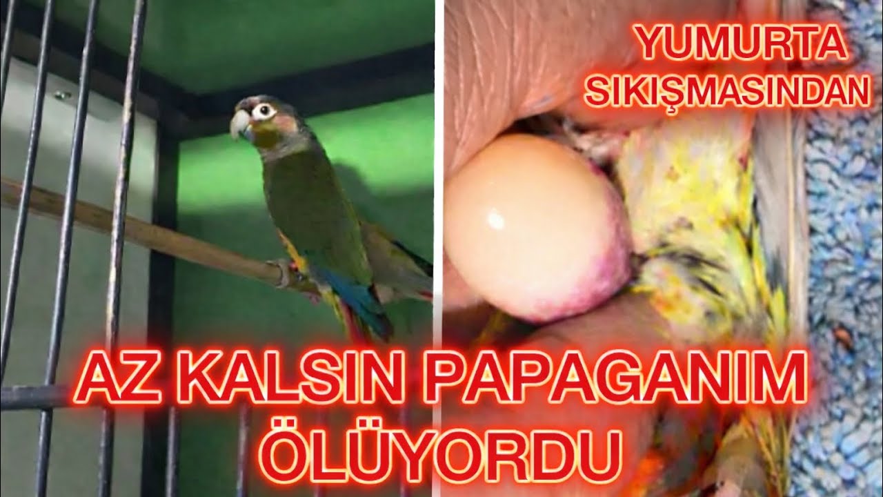 PAPAGANIM YUMURTA SIKIŞMASINDAN  ÖLÜYORDU AKVARYUM KURULUMUNA DEVAM EDİYORUM