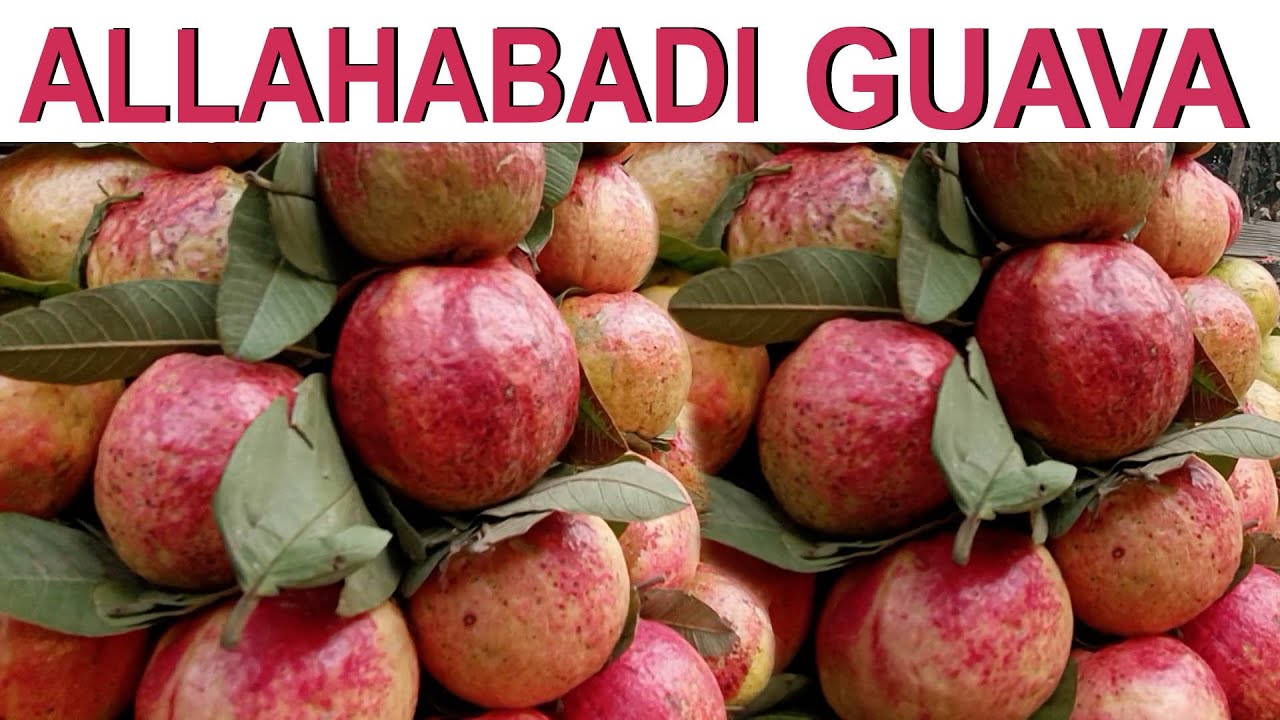 Prayagraj | विश्व प्रसिद्ध अमरूद || #sebiaguava #guava #prayagraj