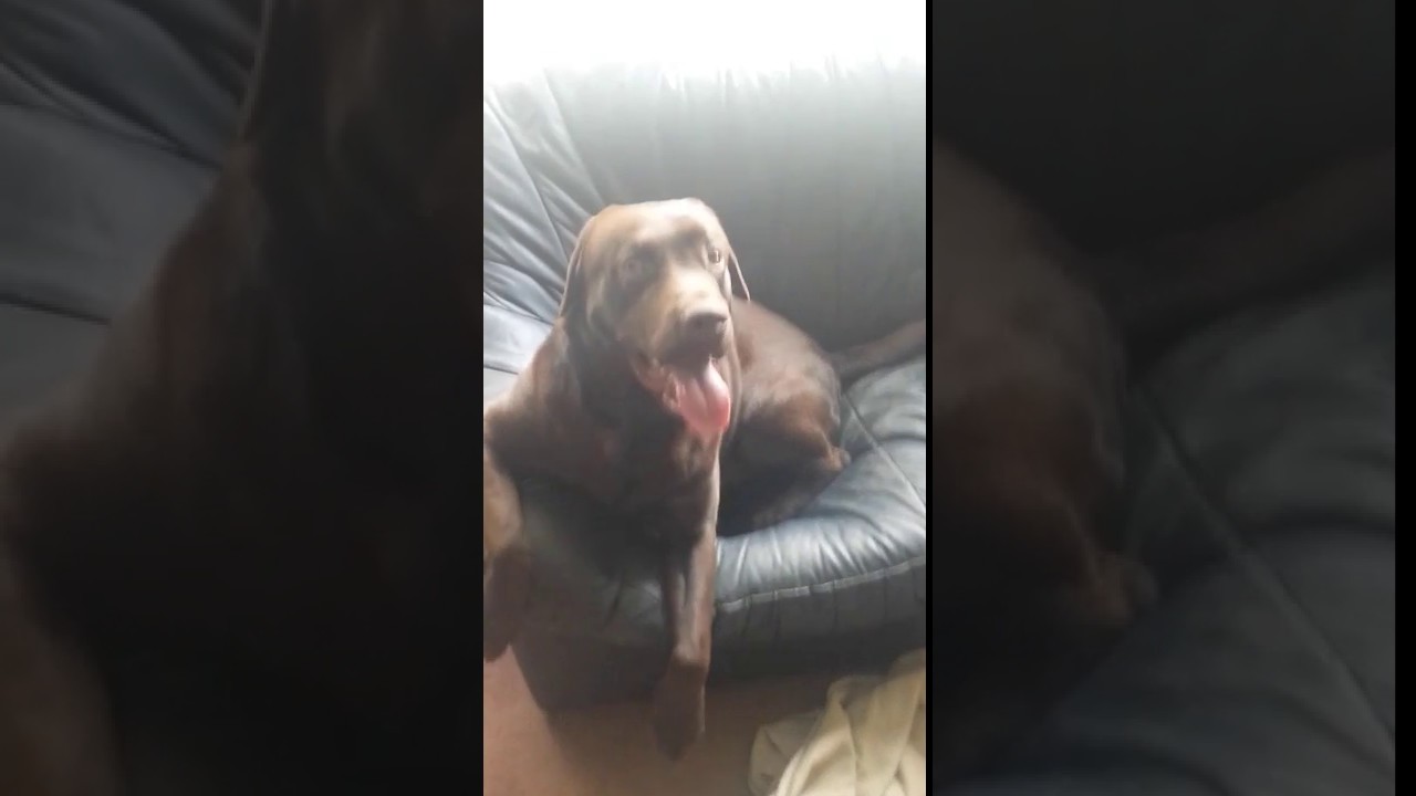 Fudge The Chocolate Labrador Dog Talks!
