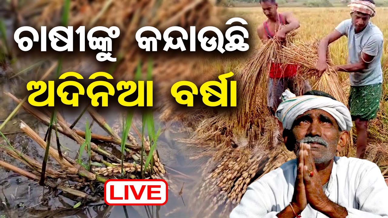🔴LIVE | ଭିଜିଲା ଅମଳ ଧାନ | Farmers Worried About Paddy Crop Loss Due to ...