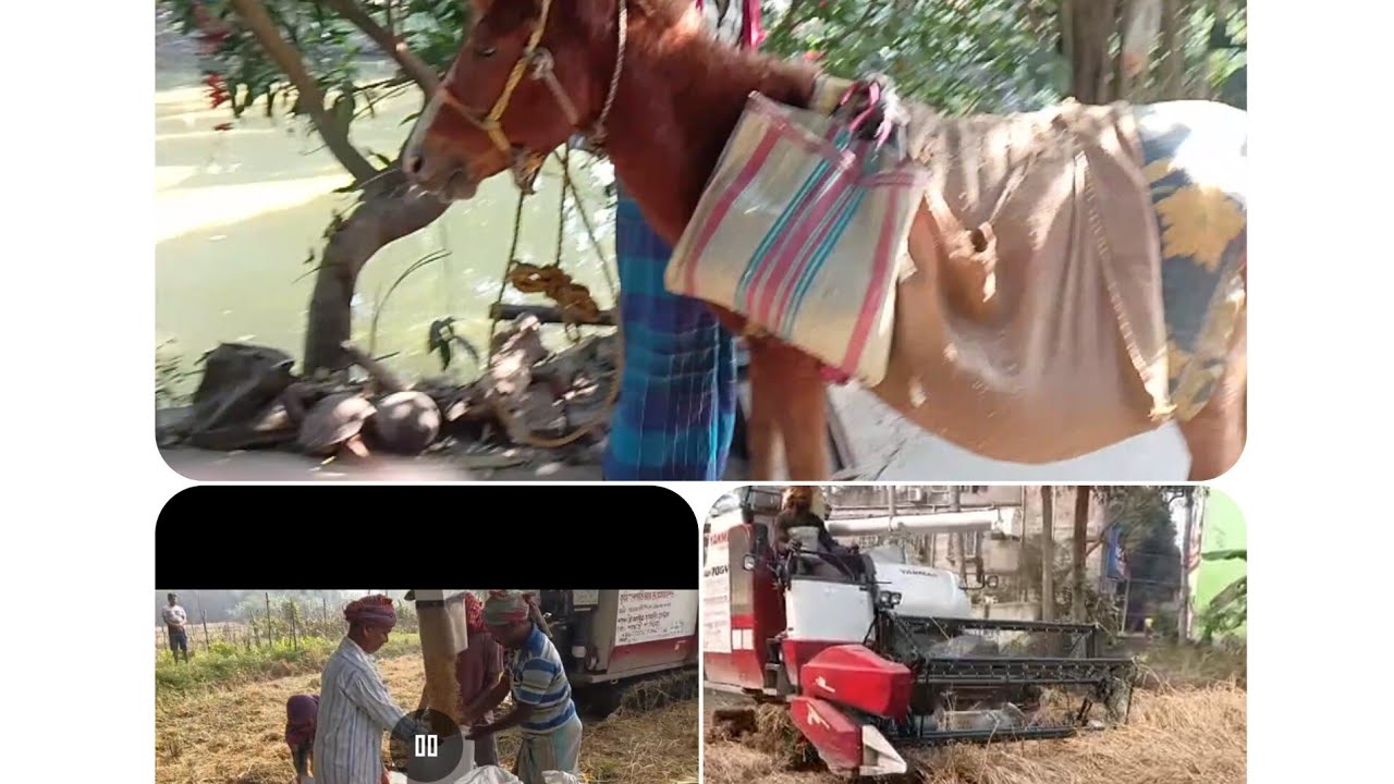 হারভেস্টার দিয়ে ধান কাটা। Harvesting paddy with Harvester 🌾🌾