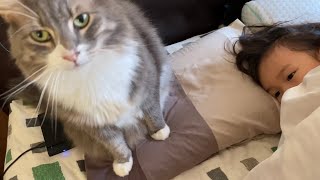 よく足で撫でられるようになった猫　ノルウェージャンフォレストキャットA cat that is often stroked with its feet. Norwegian Forest Cat.