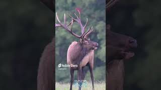 It turns out that deer antlers have unique facts #animalworldfacts #shorts #latestnews #deer