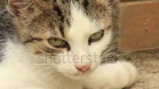 Stock Footage Kitten Try To Sleep Close Up