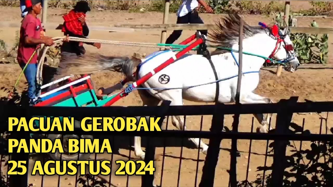Tren kuda panda bima 25 Agustus 2024 pake gerobak super seru