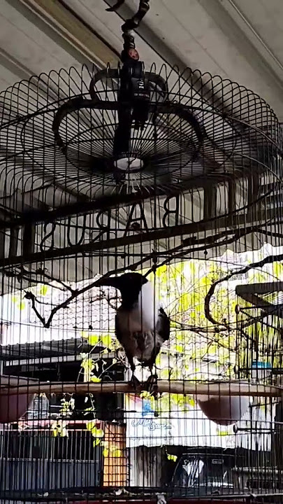 The Sulawesi Crow Summons Rain | Gagak Sulawesi Gacor