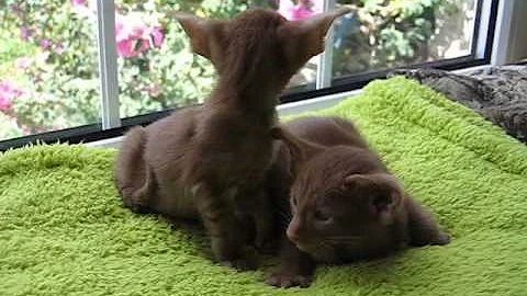 Video 807611: siamese oriental kittens, siamese oriental cats, cats devon, colour cat