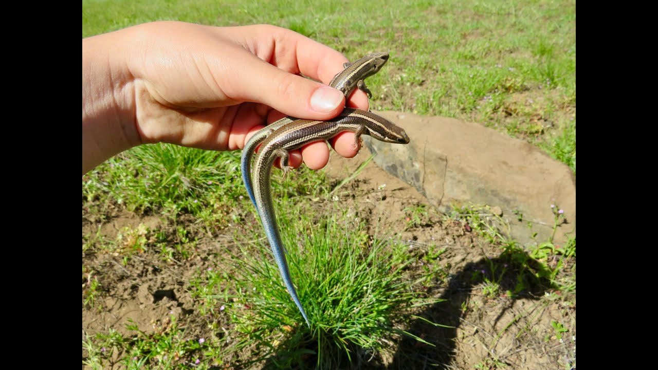 Crazy Double Skink Flip! Herping and Birding Along The West Coast! (Oregon and California)