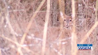 Famous Fall: A ‘perfect storm’ for deer-vehicle collisions Profile