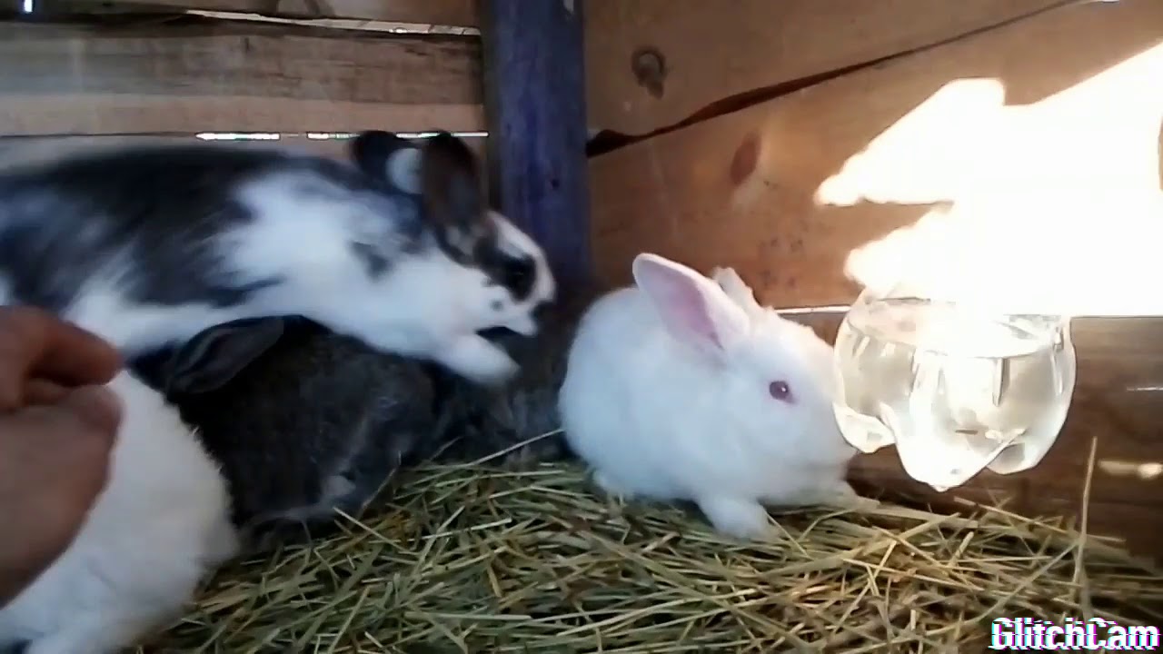 Все о кроликах)) - YouTube