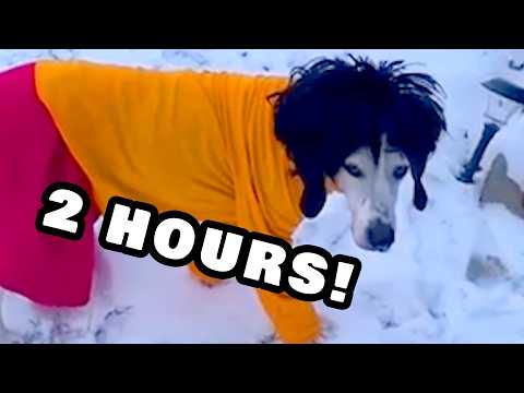 2 HOURS OF CUTE AND FUNNY PETS AND ANIMALS | NEW 2024