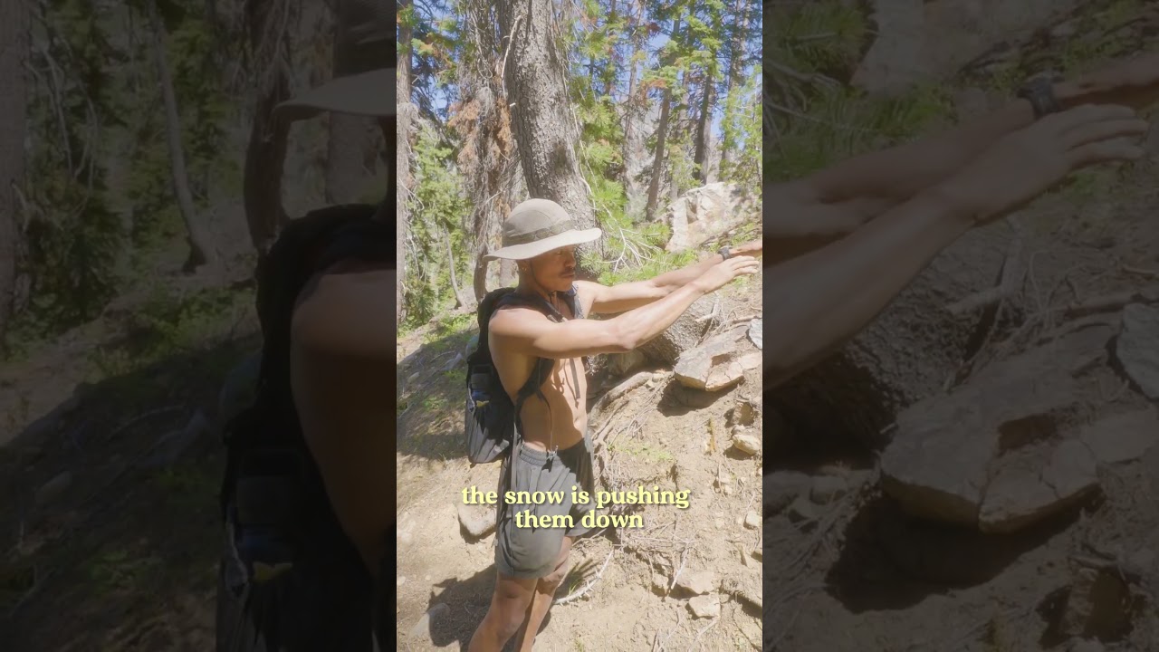 Why Pine Trees Bend Weird 