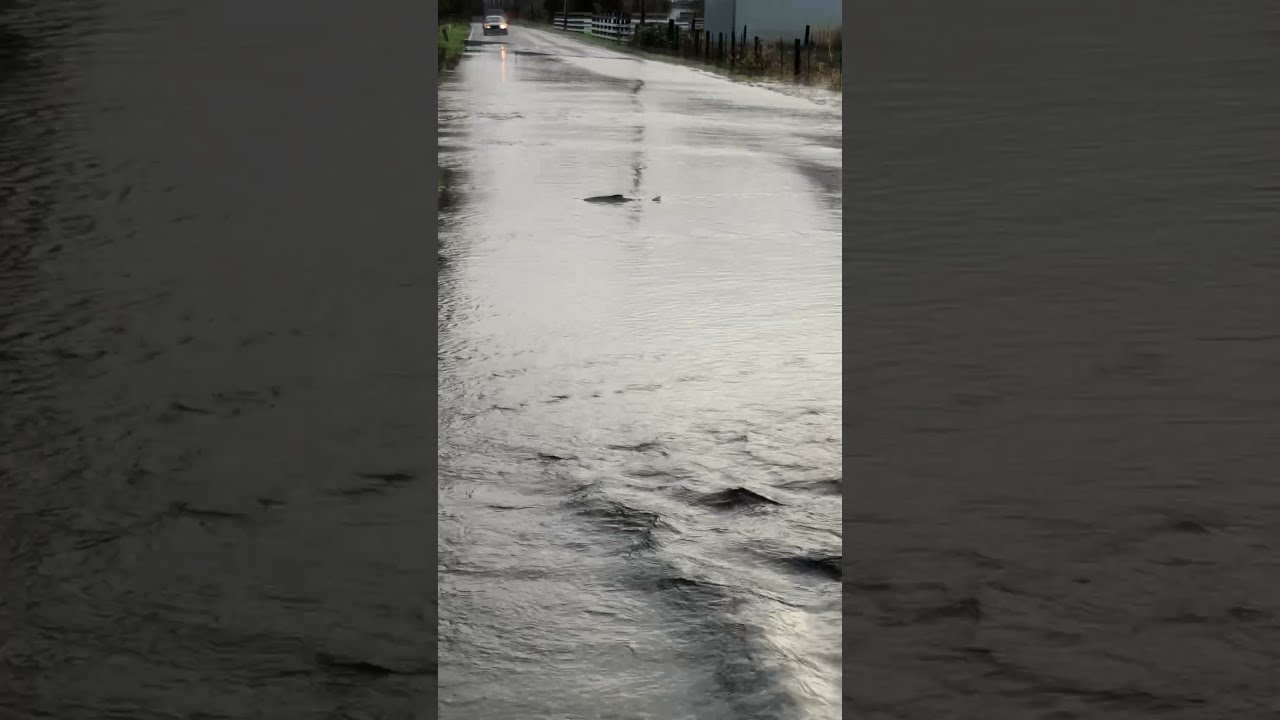 Salmon Swim Across Flooded Road ViralHog